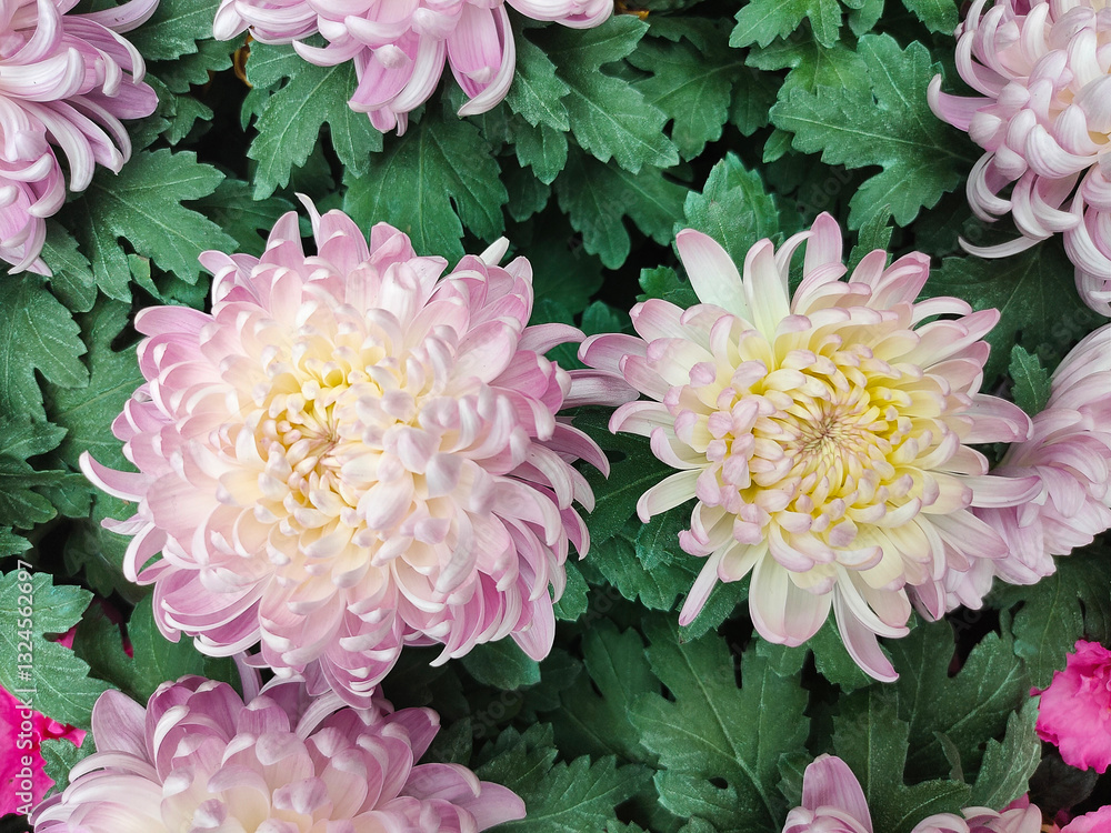 Beautiful pink chrysanthemum as background picture. Chrysanthemum wallpaper, chrysanthemums in autumn.