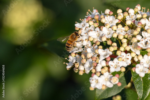 Ape, Apis mellifera scutellata, su fiore primaverile.