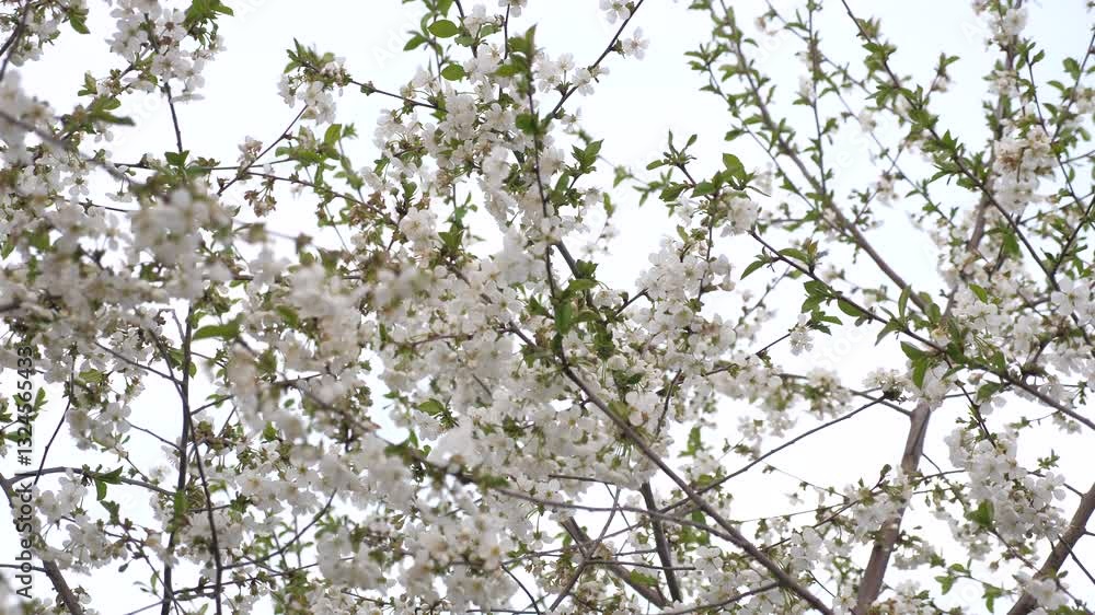 flowering spring tree. spring flowering trees. white flower. Fluttering event botany fly light landscape bee. twig prunus bloom against peony up. idea enjoying bud alpha traditional evolution golden flowering spring tree. spring flowering trees. white flower. Fluttering event botany fly light landscape bee. twig prunus bloom against peony up. idea enjoying bud alpha traditional evolution golden