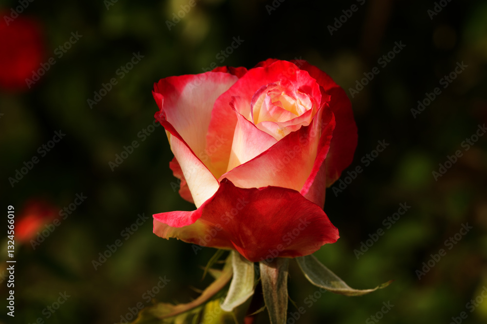 Red Rose Flower Bloom Romantic Elegant Beauty Valentine Symbol Love Petals Greeting Card Floral Design Nature Aesthetic Passion Wedding Celebration Decorative Blossom Art Inspiration Red Rose Flower Bloom Romantic Elegant Beauty Valentine Symbol Love Petals Greeting Card Floral Design Nature Aesthetic Passion Wedding Celebration Decorative Blossom Art Inspiration