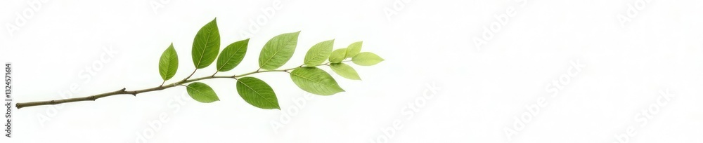 Single isolated branch with delicate texture on white background, simplicity, green, foliage Single isolated branch with delicate texture on white background, simplicity, green, foliage