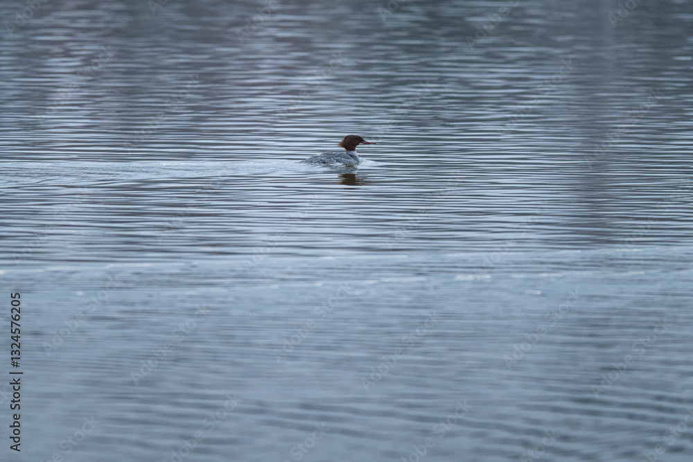 The great guinea fowl bird swims.
The great guinea fowl bird swims.