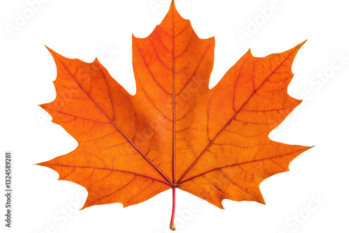 Wallpaper Mural Bright orange maple leaf showcasing fall colors, cut out Torontodigital.ca
