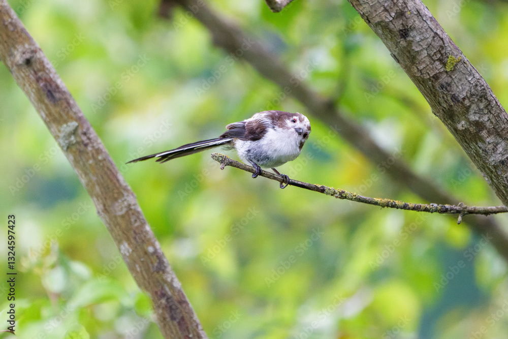 Naklejka premium Schwanzmeise sitzt auf einem Ast