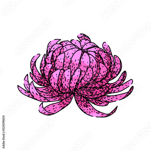 flower chrysanthemum sketch hand drawn vector