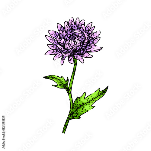 perennial chrysanthemum sketch hand drawn vector