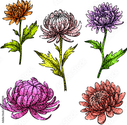 chrysanthemum set sketch hand drawn vector