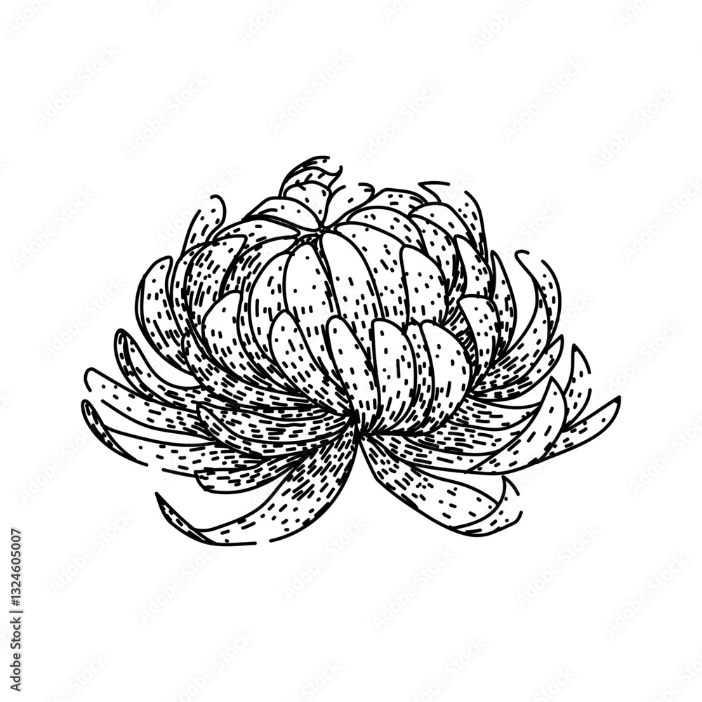 flower chrysanthemum sketch hand drawn vector flower chrysanthemum sketch hand drawn vector