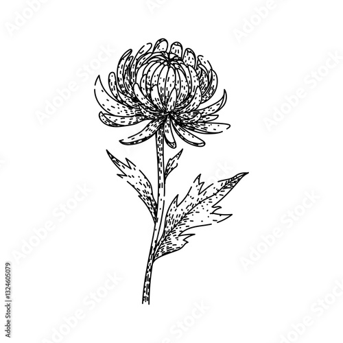 blossom chrysanthemum sketch hand drawn vector