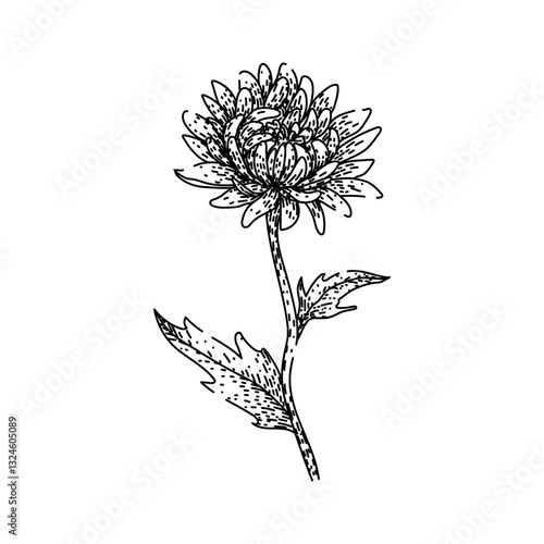 perennial chrysanthemum sketch hand drawn vector