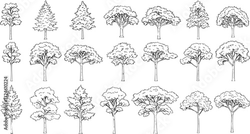 Set of coniferous and deciduous trees for architecture and landscape design, line drawing, contour. Vector illustration

