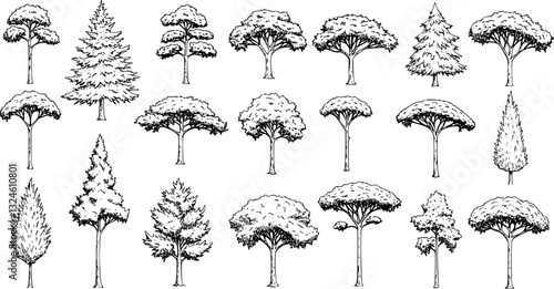 Set of coniferous and deciduous trees for architecture and landscape design, line drawing, contour. Vector illustration
