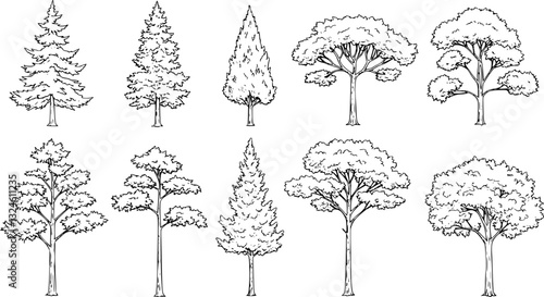 Set of coniferous and deciduous trees for architecture and landscape design, line drawing, contour. Vector illustration
