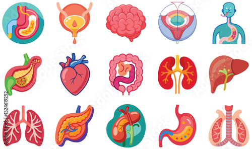 Colorful Illustration of Human Internal Organs.This set of flat, colorful icons depicts various human internal organs, including the heart, lungs, liver, stomach, intestines, bladder, brain and kidney