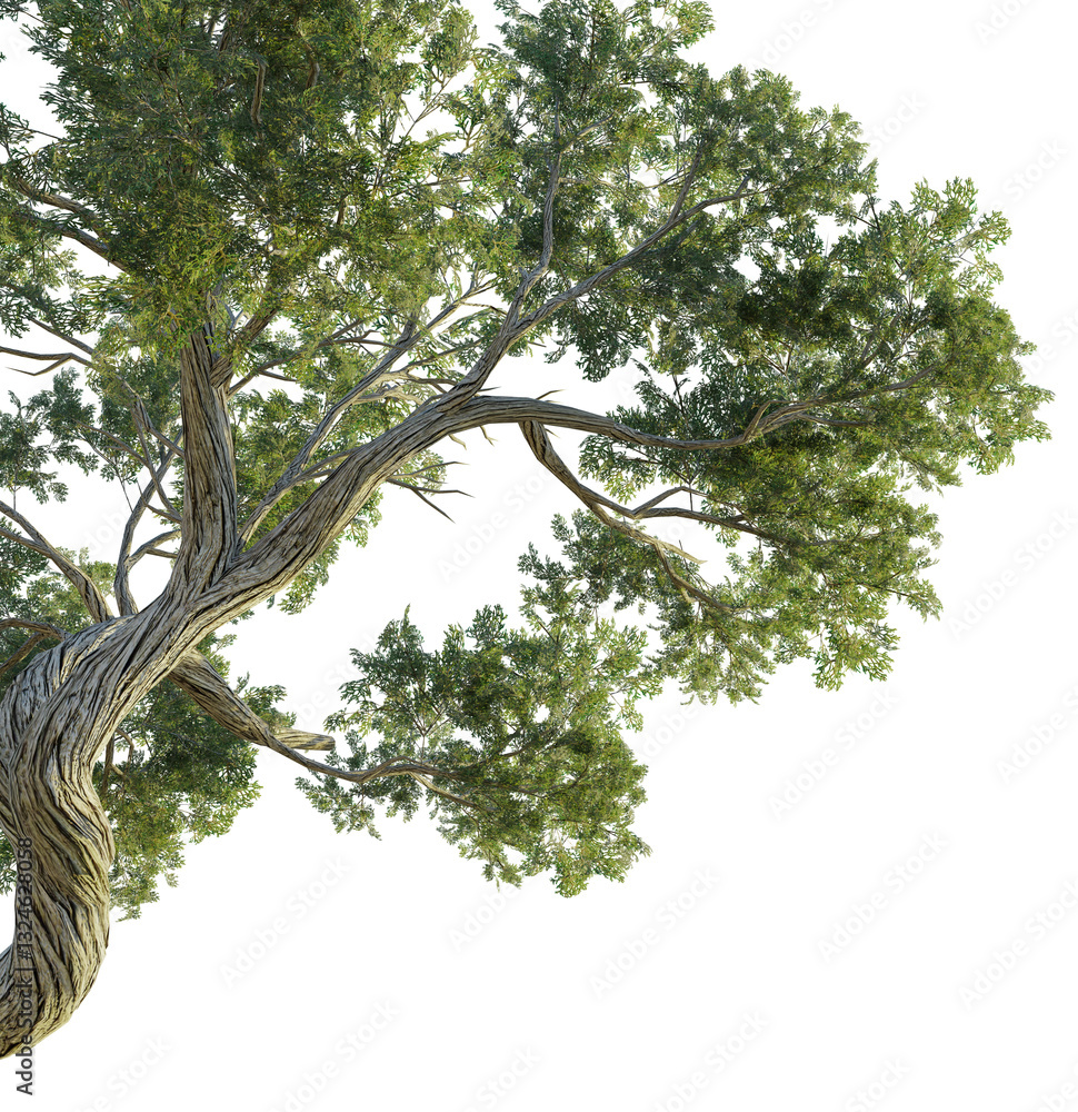 Fototapeta premium Juniperus osteosperma tree corner 4k png cutout transparent background