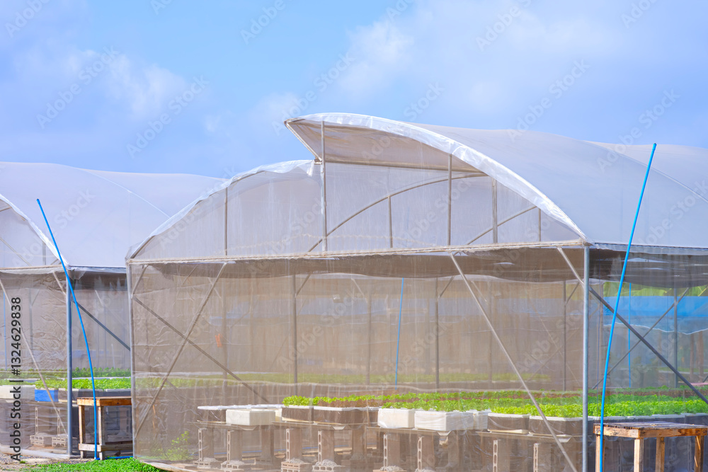 Fototapeta premium Salad vegetables cultivation in hydroponic system inside of greenhouse tent against blue sky background
