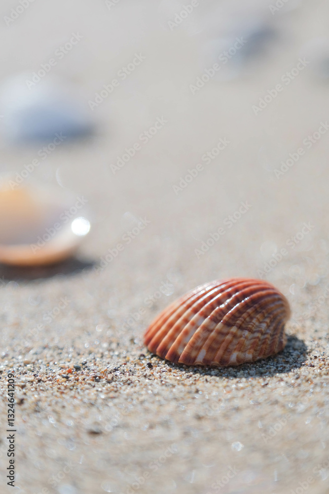 Shell on the sandy beach