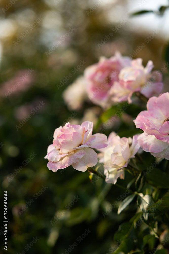 Fototapeta premium Pink rose in garden in Kansas during sunset in summer