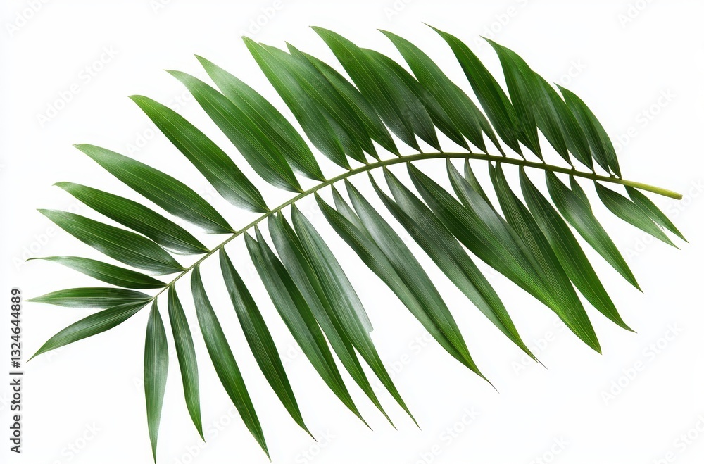 Obraz premium Lush Green Palm Leaf Isolated on White Background, Perfect for Tropical Themes and Natural Decor Ideas, Bringing Freshness and Vitality to Any Design