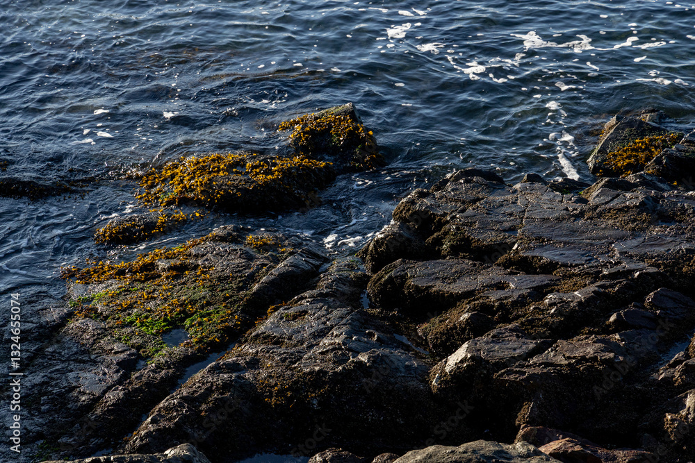 Naklejka premium Seaside ocean rocks with moss and water in daylight