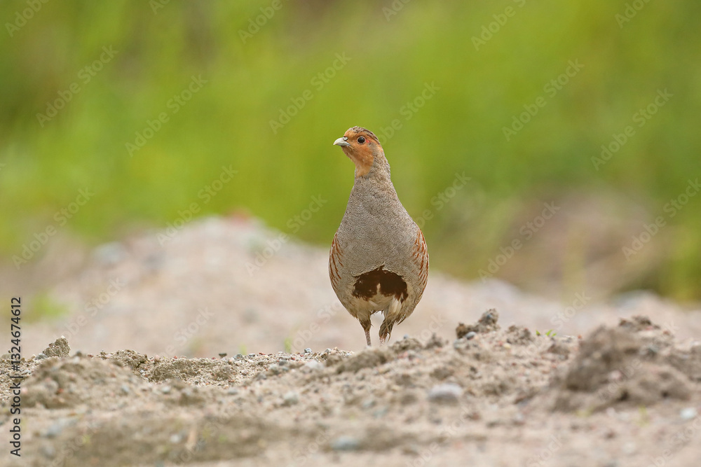 Kuropatwa (Perdix perdix), partridge