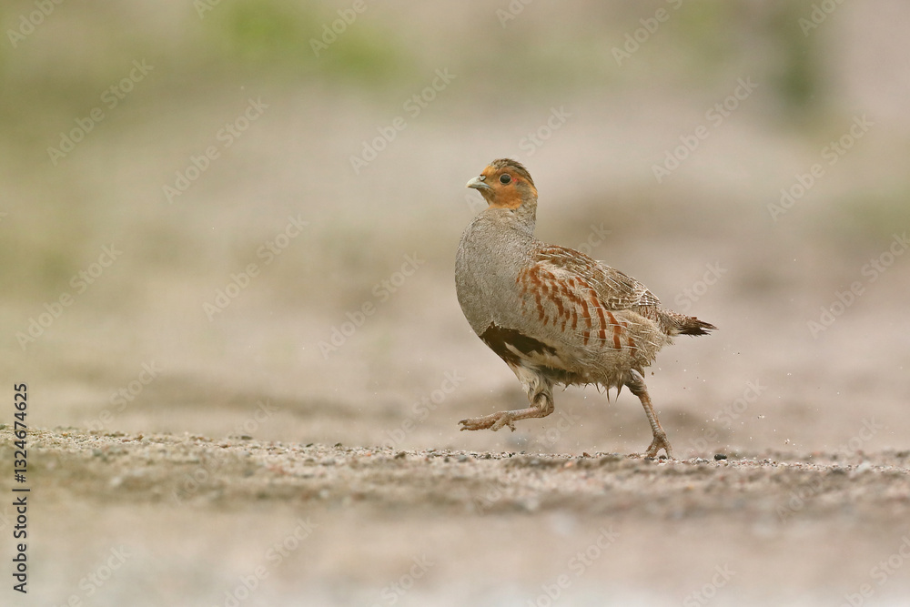 Kuropatwa (Perdix perdix), partridge