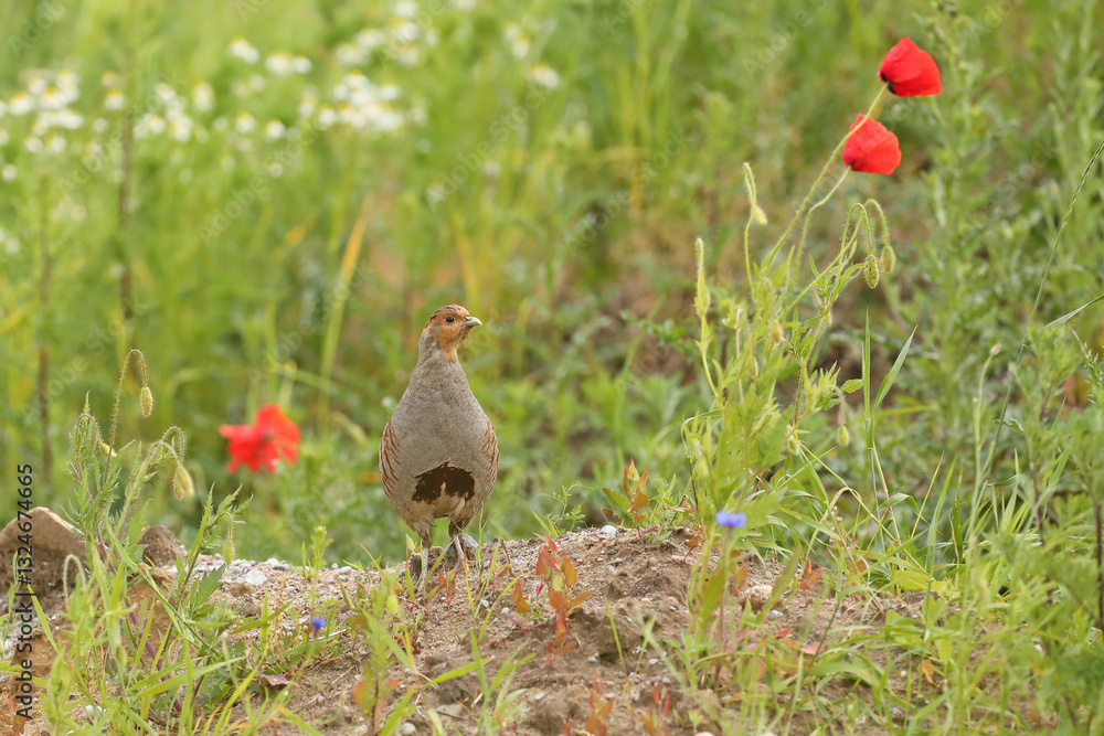 Kuropatwa (Perdix perdix), partridge