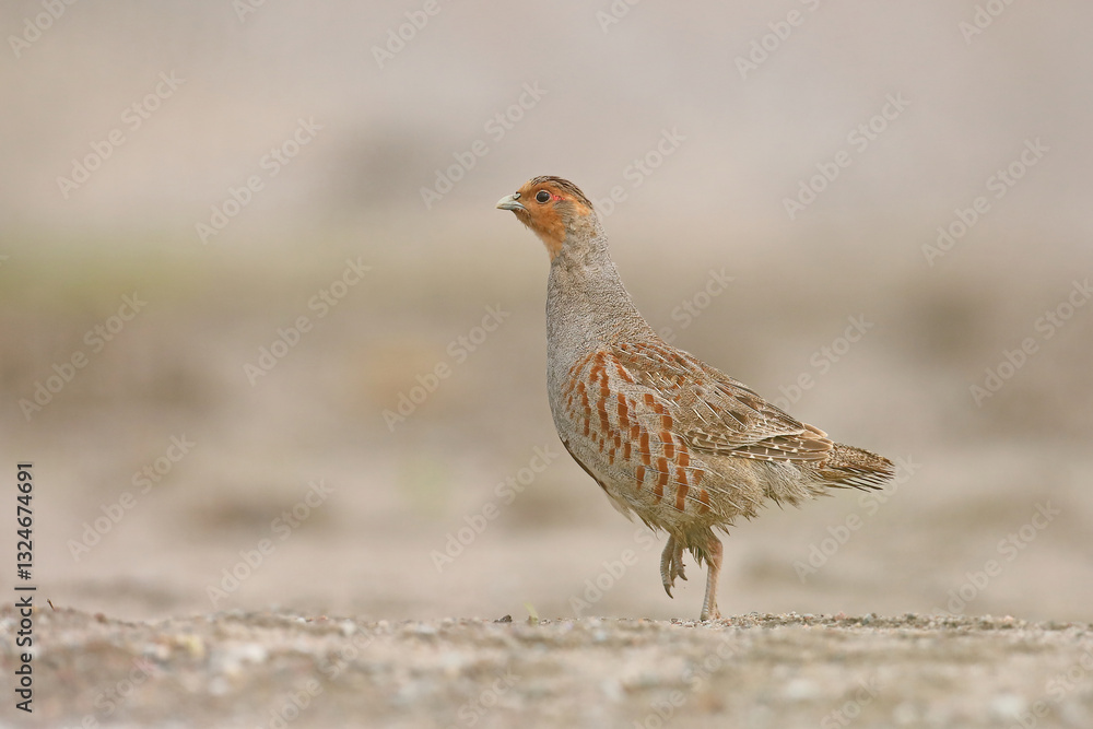 Kuropatwa (Perdix perdix), partridge
