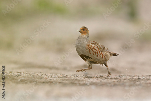 Kuropatwa (Perdix perdix), partridge