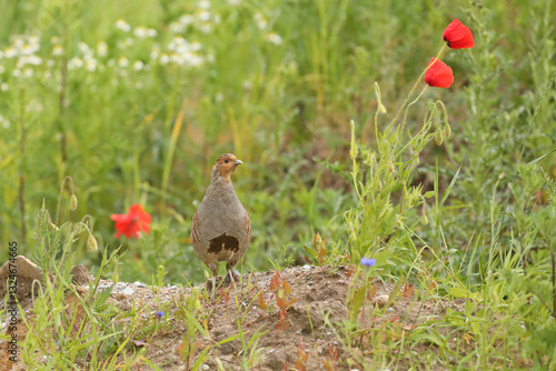 Obraz na płótnie Kuropatwa (Perdix perdix), partridge w salonie