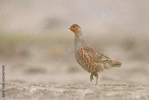 Obraz na płótnie Kuropatwa (Perdix perdix), partridge w salonie