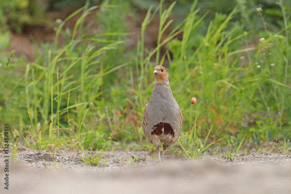 Kuropatwa (Perdix perdix), partridge