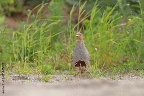 Obraz na płótnie Kuropatwa (Perdix perdix), partridge w salonie