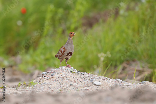 Kuropatwa (Perdix perdix), partridge