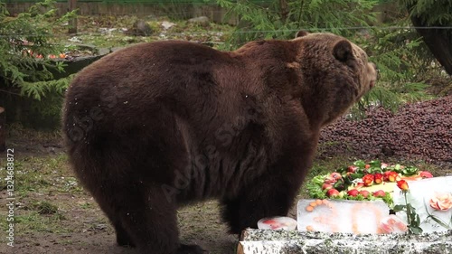 Close up of a brown bear nibbling on treats