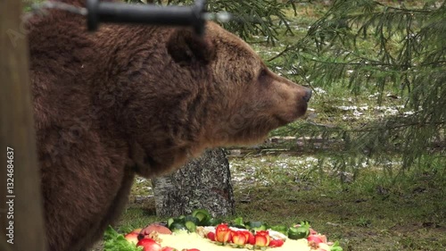 Close up of a brown bear nibbling on treats