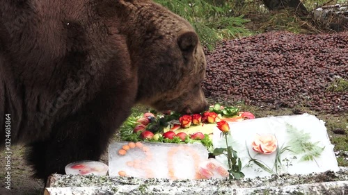 Close up of a brown bear nibbling on treats