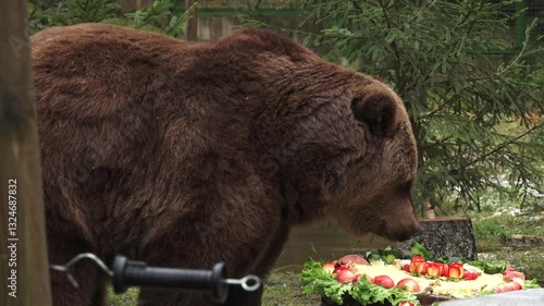 Close up of a brown bear nibbling on treats