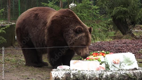 Close up of a brown bear nibbling on treats