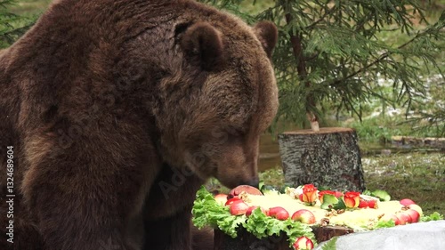 Close up of a brown bear nibbling on treats