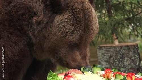 Close up of a brown bear nibbling on treats