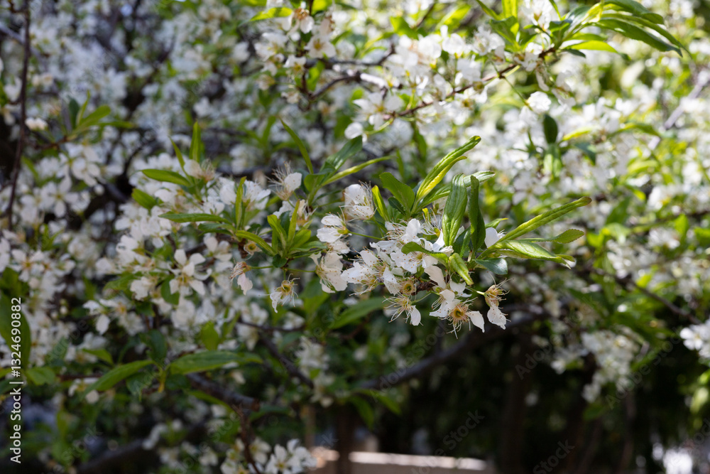 Spring flowering tree with white flowers. Spring flowering tree with white flowers.