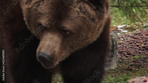 Close up of a brown bear nibbling on treats