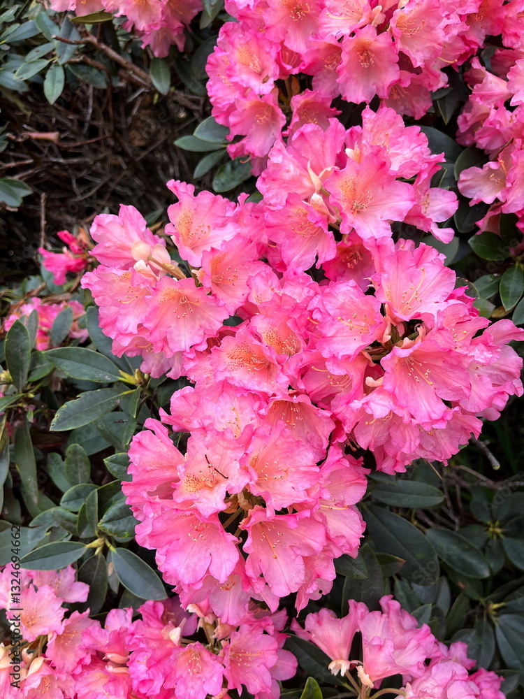 Close-up of beautiful pink Rhododendron flowers. Bright spring flower in full bloom. Edinburgh, Scotland, UK. Close-up of beautiful pink Rhododendron flowers. Bright spring flower in full bloom. Edinburgh, Scotland, UK.