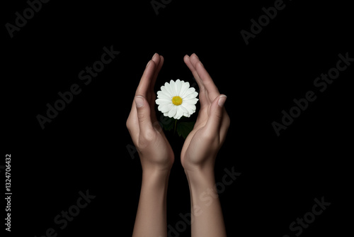 Close-up detail of two clasped hands holding a pure white flower, on a uniform black background, concept of respect and tolerance