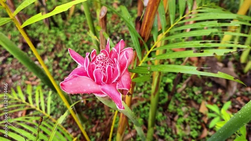 Wallpaper Mural Exotic tropical flowers in the jungle on the island of Rarotonga Torontodigital.ca