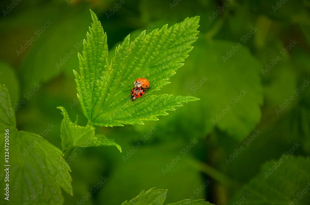 Ladybugs at the moment of approaching on a green leaf in the garden. Ladybugs at the moment of approaching on a green leaf in the garden.