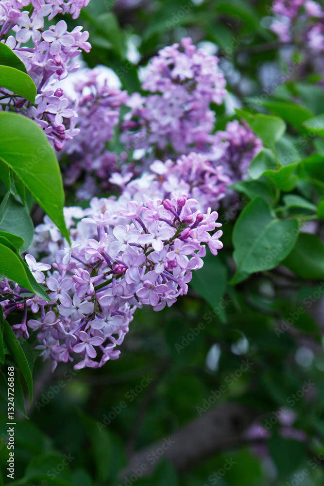 Branches of blooming lilacs in a spring park, selective focus.