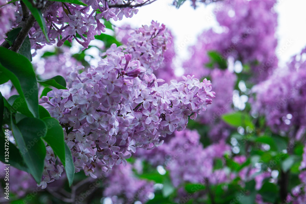 Branches of blooming lilacs in a spring park, selective focus.