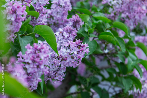 Branches of blooming lilacs in a spring park, selective focus.